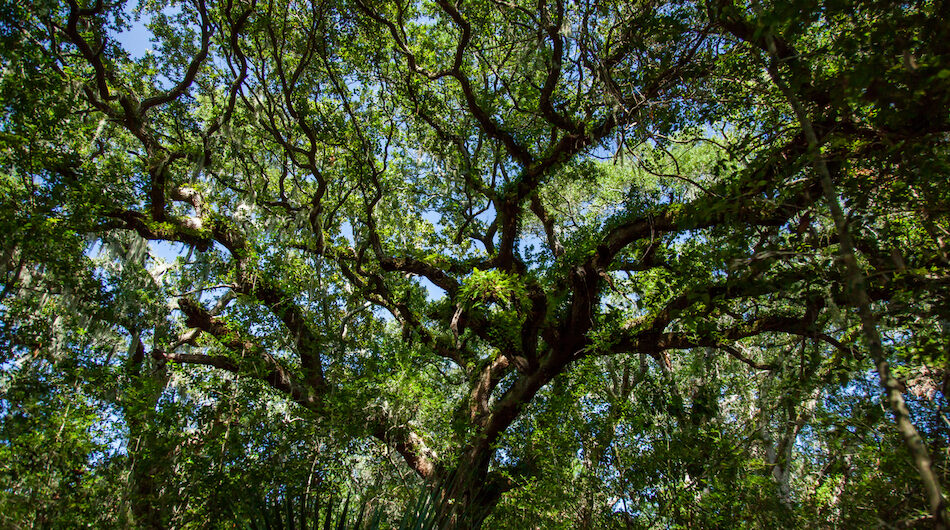 Fort Clinch trees