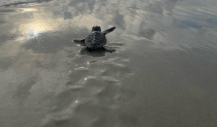 baby turtle on beach