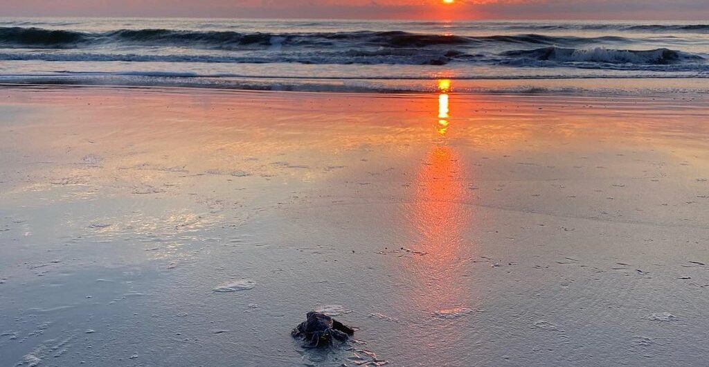 turtles on beach
