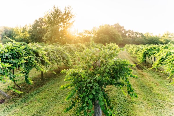 Rows of lush green grapevines grow in a vineyard under bright sunlight, with neatly trimmed grass pathways and tall trees in the background. The scene is bathed in a warm, golden glow.