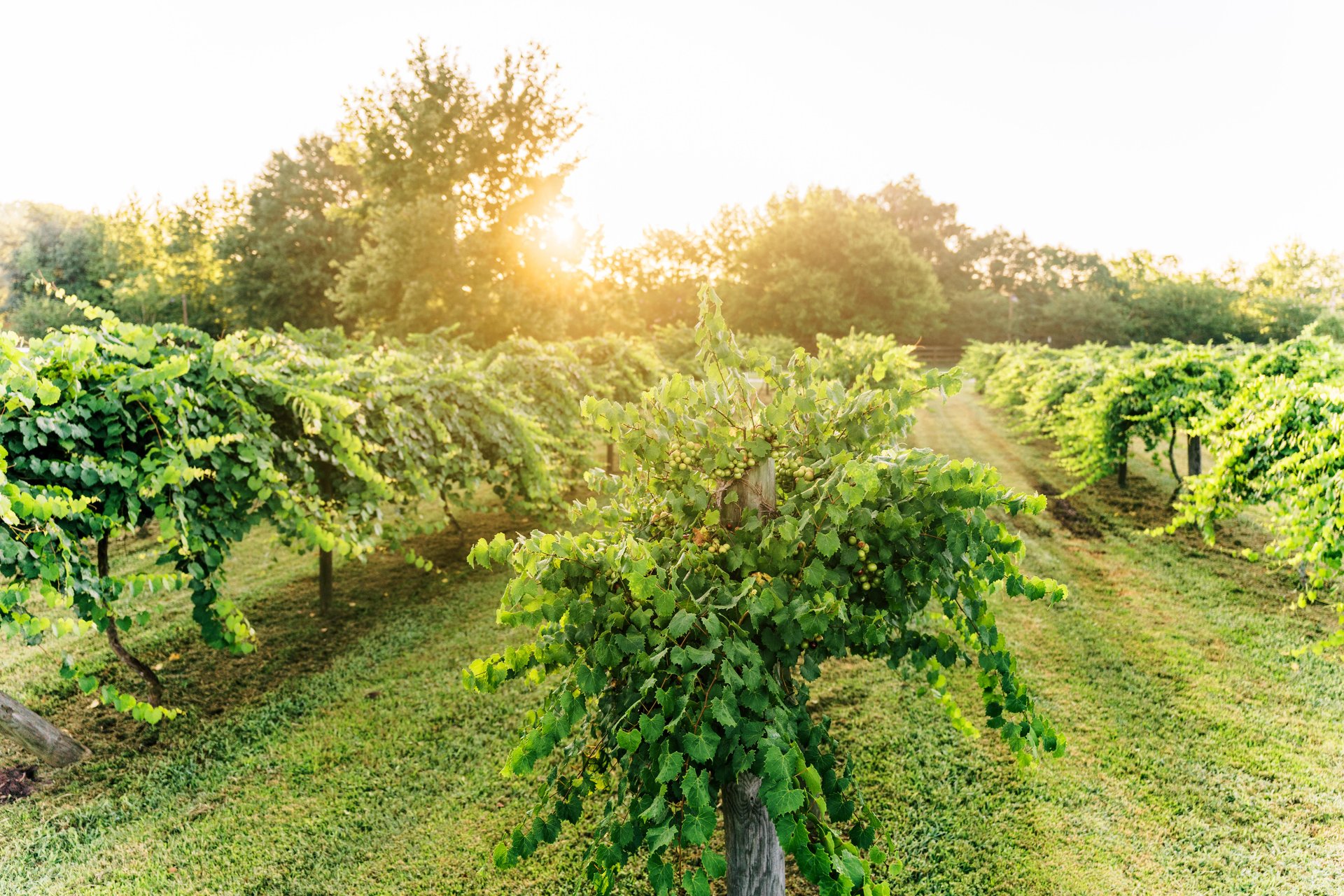 Rows of lush green grapevines grow in a vineyard under bright sunlight, with neatly trimmed grass pathways and tall trees in the background. The scene is bathed in a warm, golden glow.