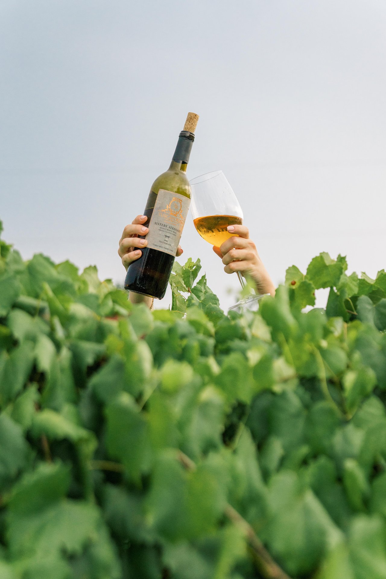A person’s hands holding a bottle of white wine and a glass of wine, raised above dense green vineyard leaves, with a clear sky in the background.