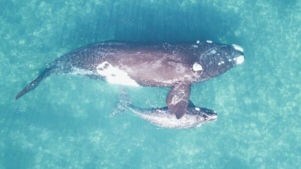 Aerial view of a large whale and its calf swimming together in clear blue-green water, with visible white markings on their heads and bodies.