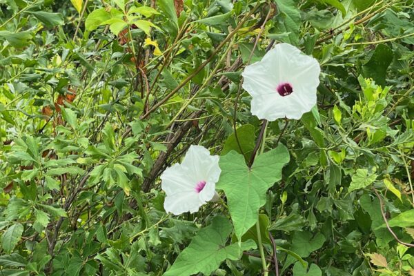 Two white flowers with pinkish-purple centers bloom among green leaves and dense foliage outdoors.