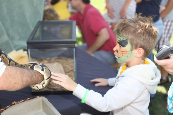 A young boy with face paint resembling a tiger reaches out to touch a snake held by an adult at an outdoor event, with people and a display tank visible in the background.