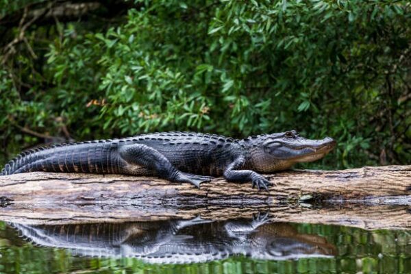 alligator on log
