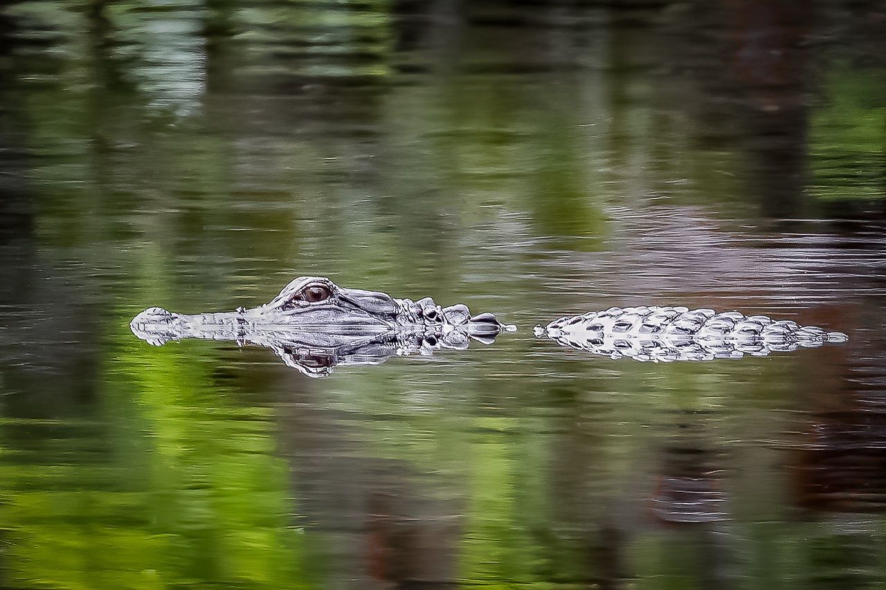 Omni Amelia Island Resort - Learn to fish at Omni Amelia Island Resort! Our  Nature Center offers Fishing 101, where you can learn to bait a hook, make  a cast and remove