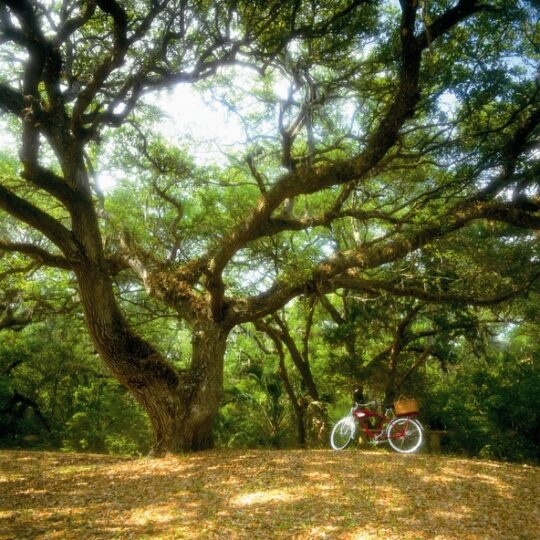 bike and tree