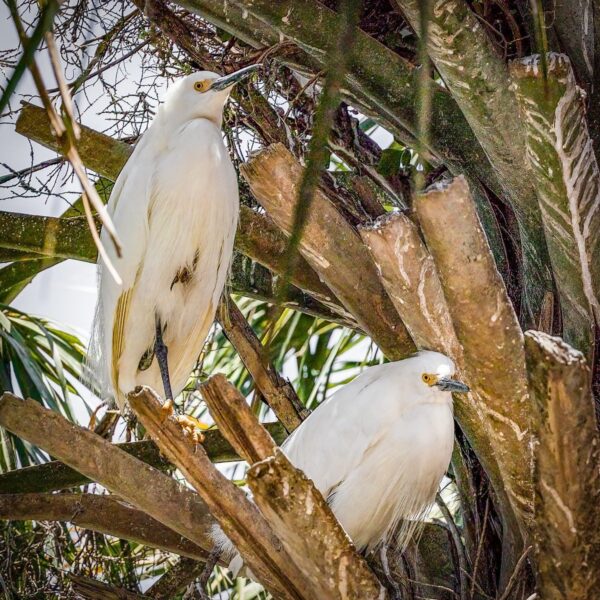 Two white herons perch on thick, brown branches among dense foliage, surrounded by green palm leaves and sunlight filtering through the trees.