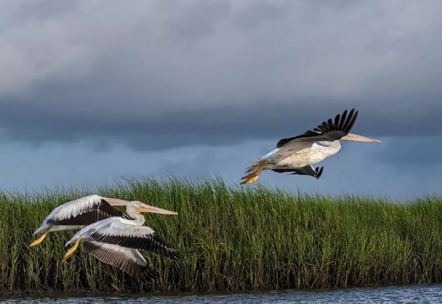 birds flying over marsh
