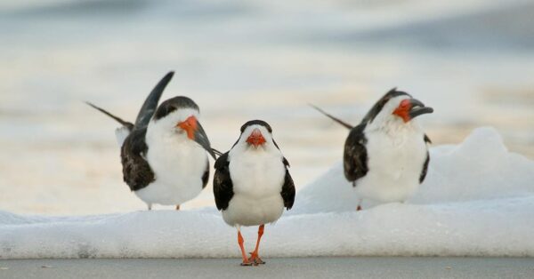 black skimmers