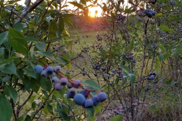 Blueberry Ranch in Yulee, Florida