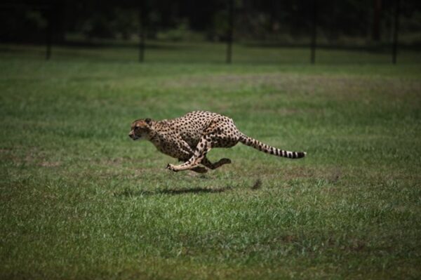 Jacksonville Zoo cheetah