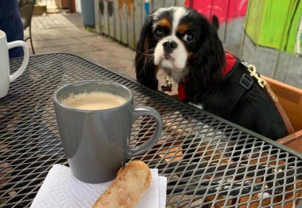 cavalier king charles spaniel at coffee shop