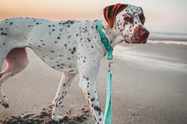 A Dalmatian dog with a teal collar and leash stands on a sandy beach at sunset, looking toward the camera. The background shows calm water and a pastel sky.
