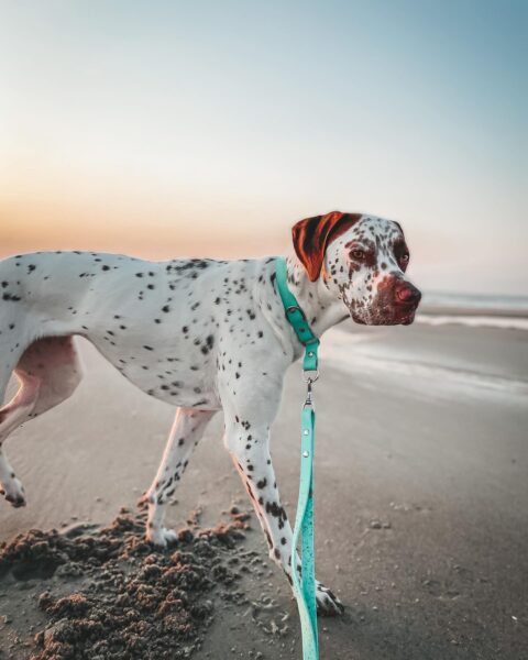 A white dog with black spots and a teal collar stands on a sandy beach at sunset, looking toward the camera with the ocean in the background.