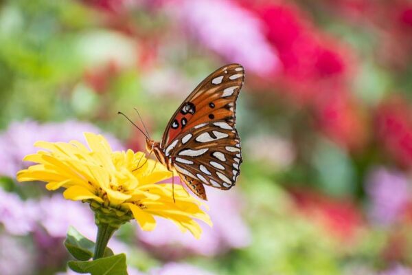 Cummer Museum Art Gardens butterfly