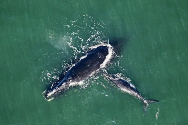 whales migrating