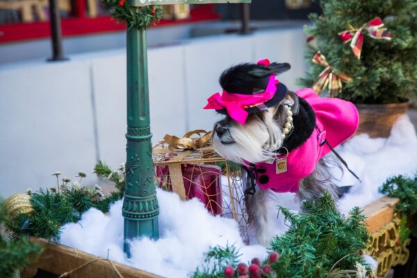 Dickens on Centre dog