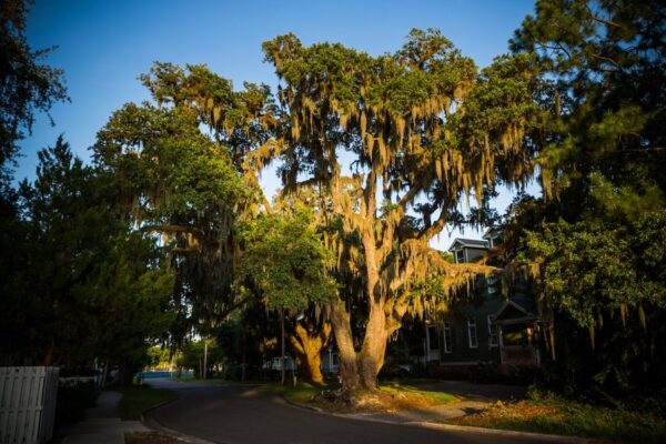 Amelia Island downtown tree