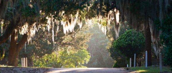 trees and road