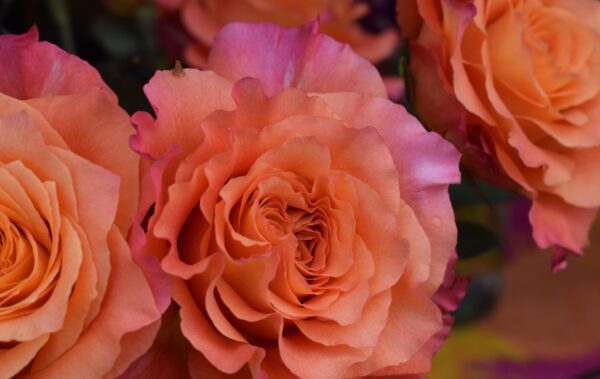 Fernandina Beach Farmers Market