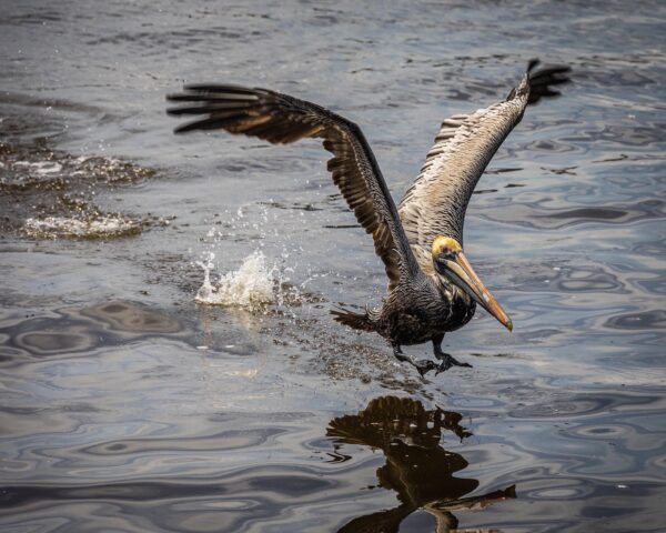 bird landing on water