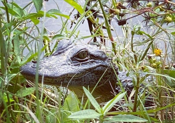 alligator nature outdoors