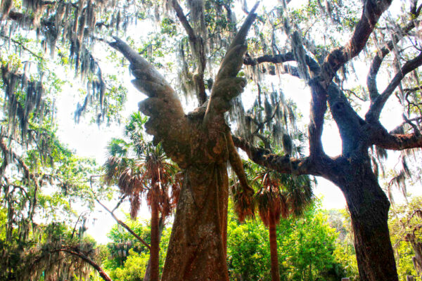 ghost tours trees