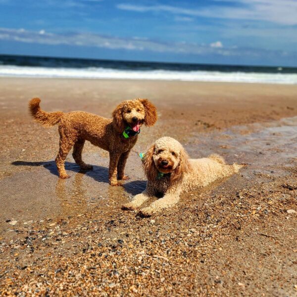 Two curly-haired dogs are on a sandy beach near the ocean. One dog is standing with a wagging tail, while the other is lying down, both wearing green collars under a blue sky with scattered clouds.
