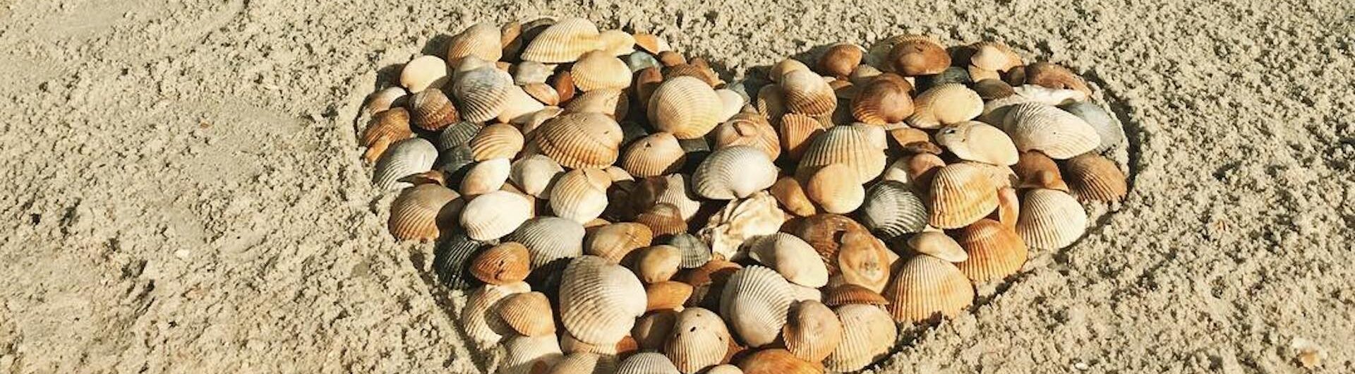 A heart shape made of assorted seashells arranged on sandy beach.