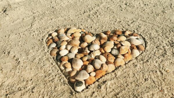 A heart shape made of assorted seashells arranged on sandy beach.