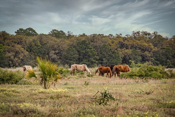 Wild horses graze in a grassy field with scattered bushes and a lone palmetto plant in the foreground, backed by a line of dense trees under a cloudy sky.