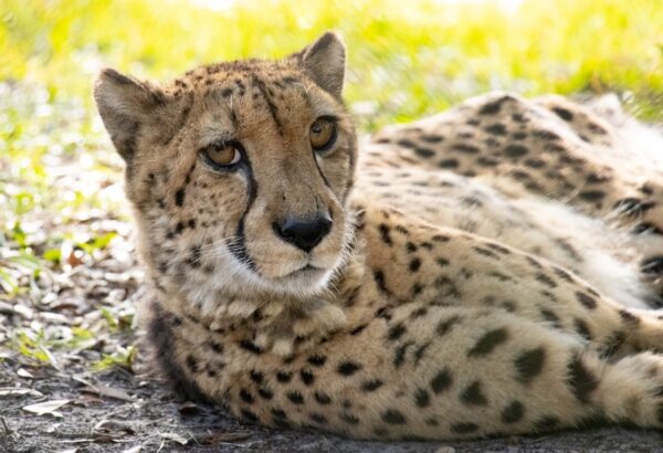Jacksonville Zoo cheetah laying down