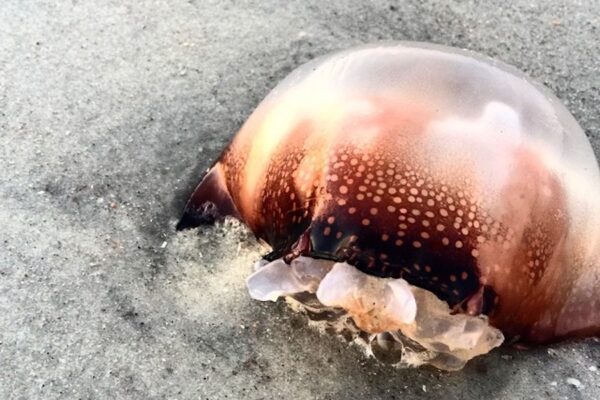 jellyfish