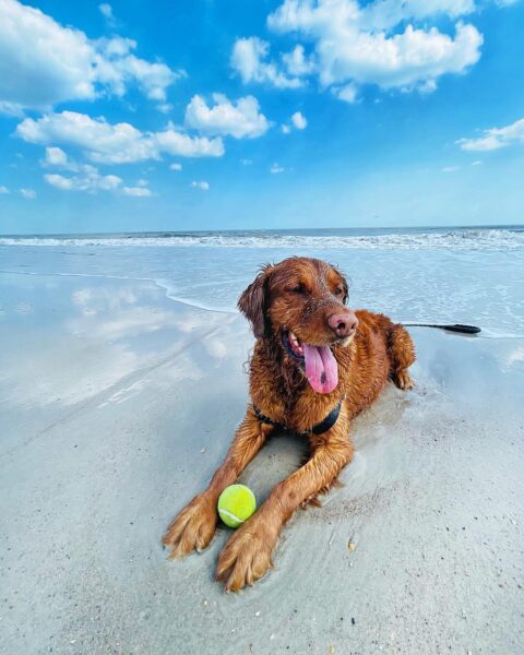 A wet, happy brown dog lies on sandy beach near the ocean with its tongue out, resting its paws on a green tennis ball under a blue sky with scattered clouds.