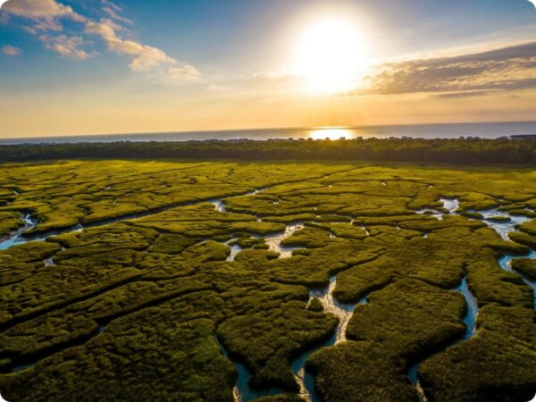 Amelia Island marsh