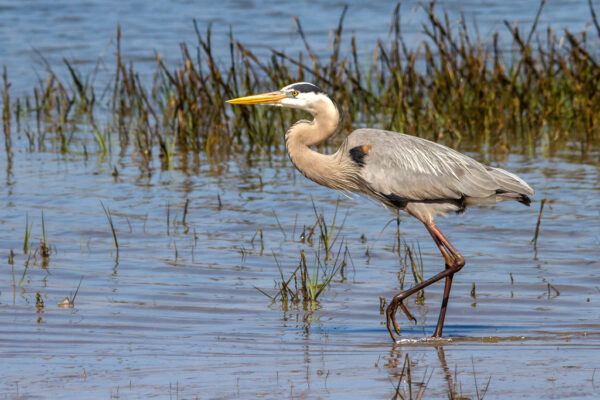 bird beach walk