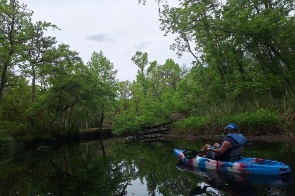 Paddle Jax