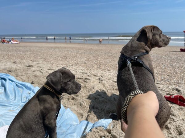 pitbulls on beach