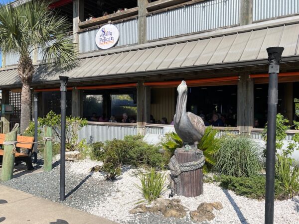 Salty Pelican