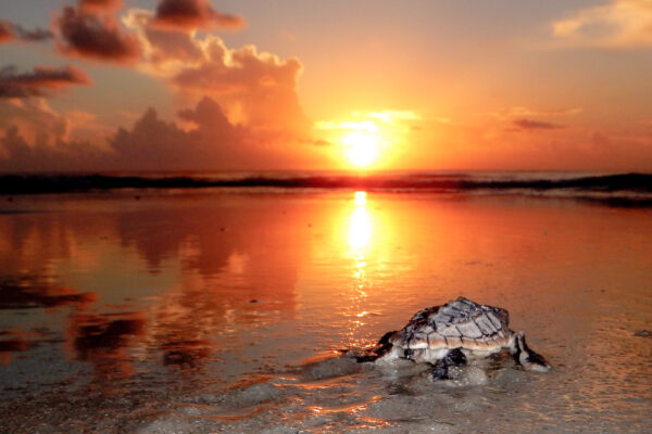 A baby sea turtle crawls toward the ocean on wet sand at sunrise, with warm sunlight reflecting off the water and colorful clouds in the sky.