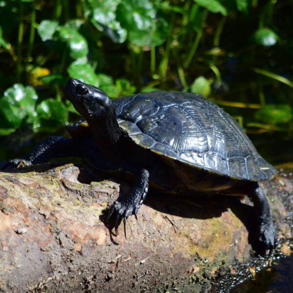 tortoise