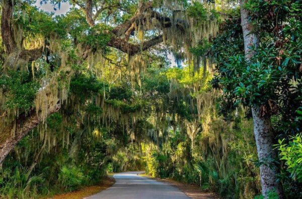 tree canopy