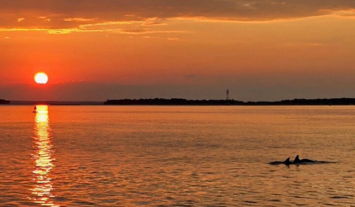 Sunset over calm water with an orange sky, the sun reflecting on the surface. Two dolphins dorsal fins are visible in the foreground, and a distant shoreline stretches across the horizon.